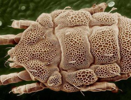 ¿Cuántos ácaros habitan en mi colchón?