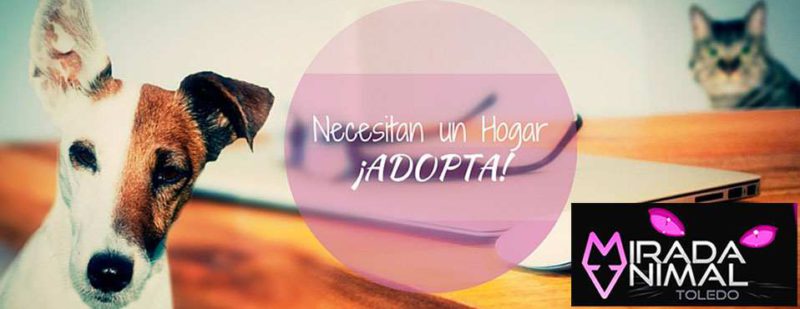 protectora de animales urbanclener toledo